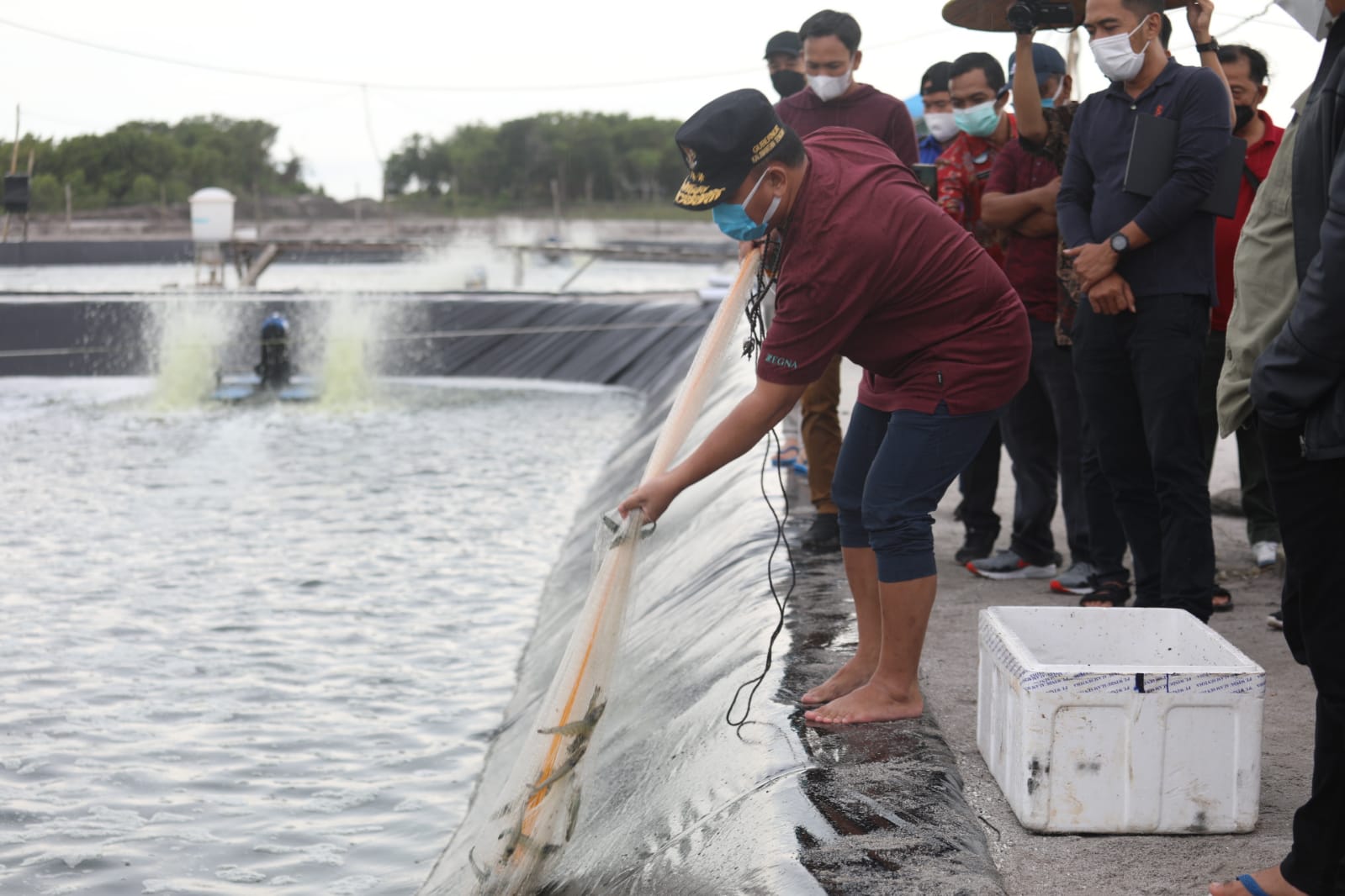 Gubernur Kalteng H. Sugianto Sabran Tinjau Tambak Udang Vaname/Shrimp Estate Di Sukamara