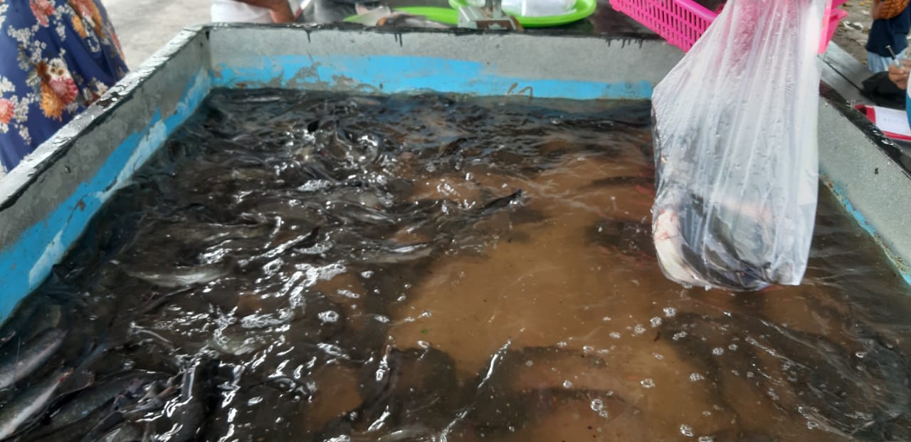 Dislutkan Prov. Kalteng Buka Kembali Stand Penjualan Ikan Segar Di Pasar Penyeimbang