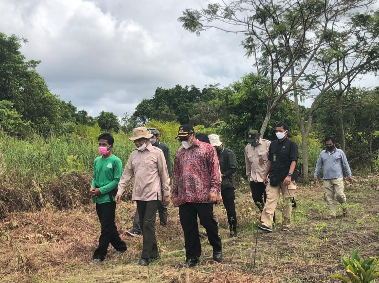 Kepala BRGM Tinjau Paludikultur di Desa Tanjung Putri, Kotawaringin Barat