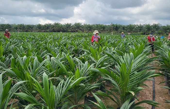UPT BP3B Dinas Perkebunan Prov. Kalteng Laksanakan Monitoring dan Sertifikasi Benih Sertifikasi Benih Kelapa Sawit
