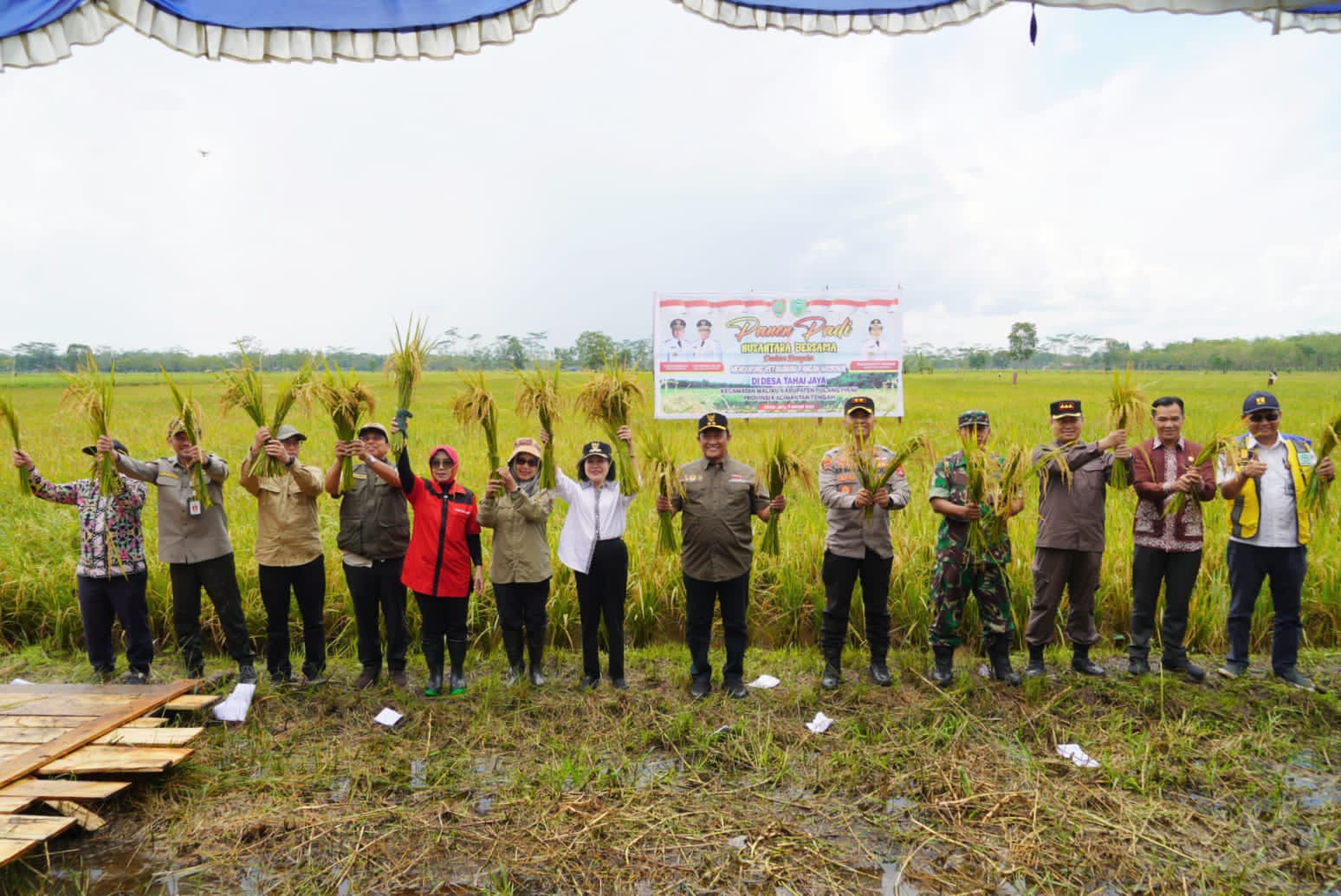 Wagub Kalteng Panen Padi Nusantara Di Kawasan Food Estate Tepatnya Di Desa Tahai Jaya