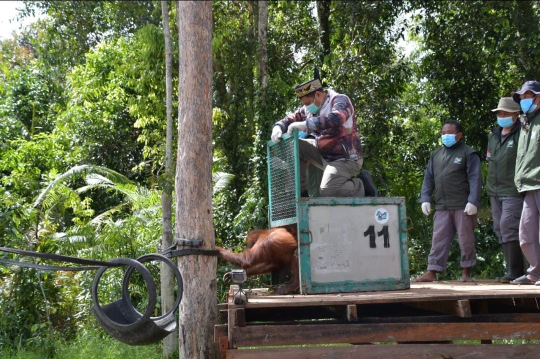 Gubernur Kalteng Agustiar Sabran Dukung Penuh Terhadap Seluruh Upaya Konservasi Satwa Liar