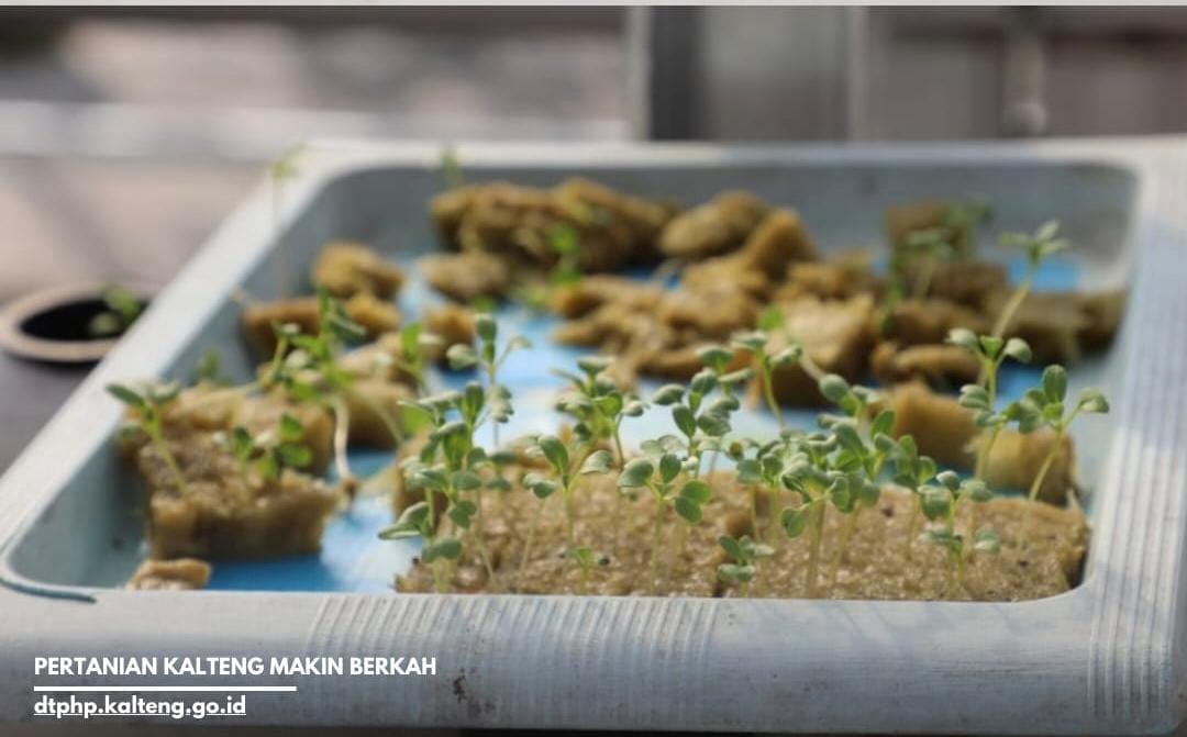 Dinas TPHP Prov. Kalteng Terima Peserta Magang dari SMK Negeri 1 Katingan Kuala dan UPR
