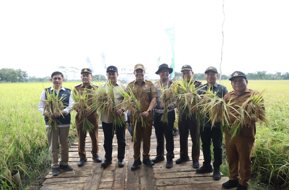 Sinergi Pemprov Kalteng dan PT Pupuk Indonesia Dalam Optimalisasi Lahan Melalui Panen Raya Demplot Padi