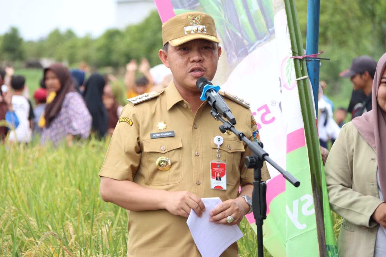 Wagub Kalteng Edy Pratowo Panen Perdana Padi Inbrida