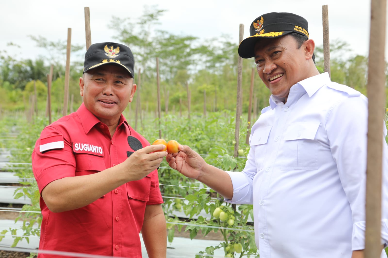 Gubernur Kalteng Dan Wagub  Kunjungi Lokasi Pertanian Di Desa Garung