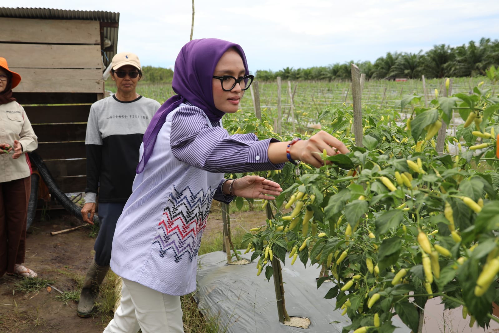 Gubernur Kalteng Dan Wagub  Kunjungi Lokasi Pertanian Di Desa Garung