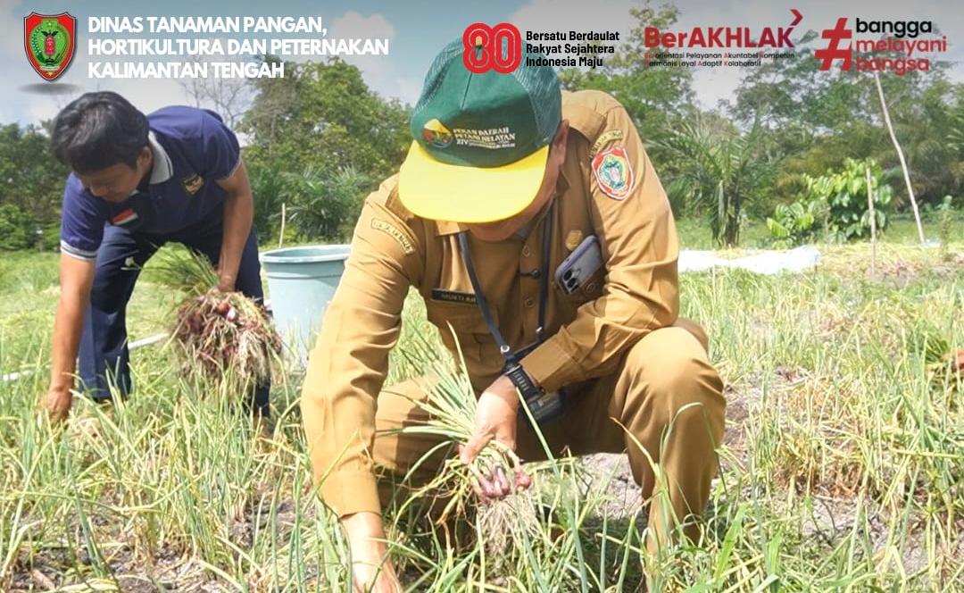 Panen Bawang Merah, Dinas TPHP Kalteng Dukung Produktivitas Petani di Tangkiling