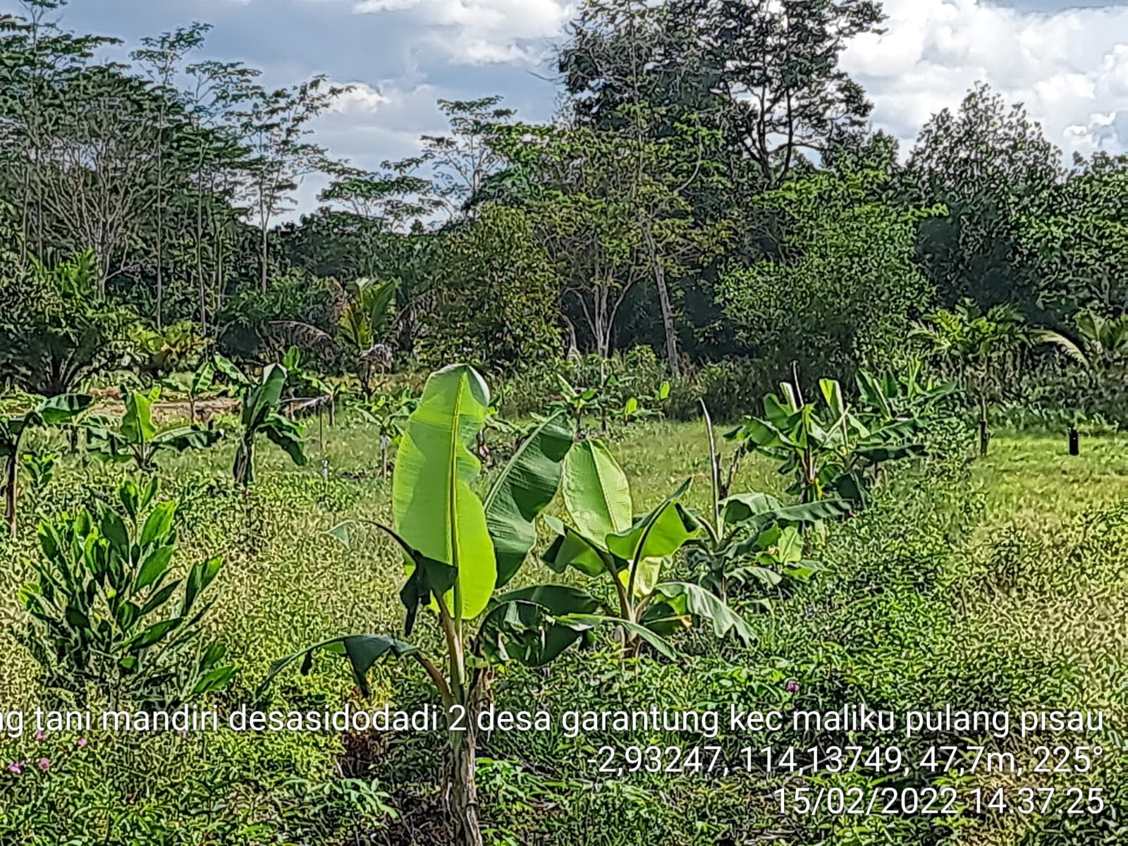 Pemprov. Kalteng Kembangkan Budidaya Berbagai Komoditi Buah Di Seluruh Kabupaten Dan Kota