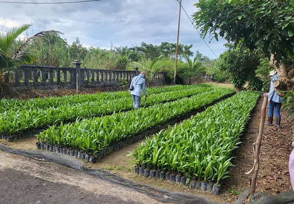 UPT BP3B Disbun Prov. Kalteng Lakukan Sertifikasi Benih Kelapa Sawit