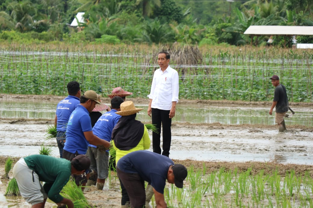 Gubernur Kalteng Sugianto Sabran Dampingi Presiden Republik Indonesia (RI) Joko Widodo ke Lokasi Lahan Pertanian di Desa Bapeang
