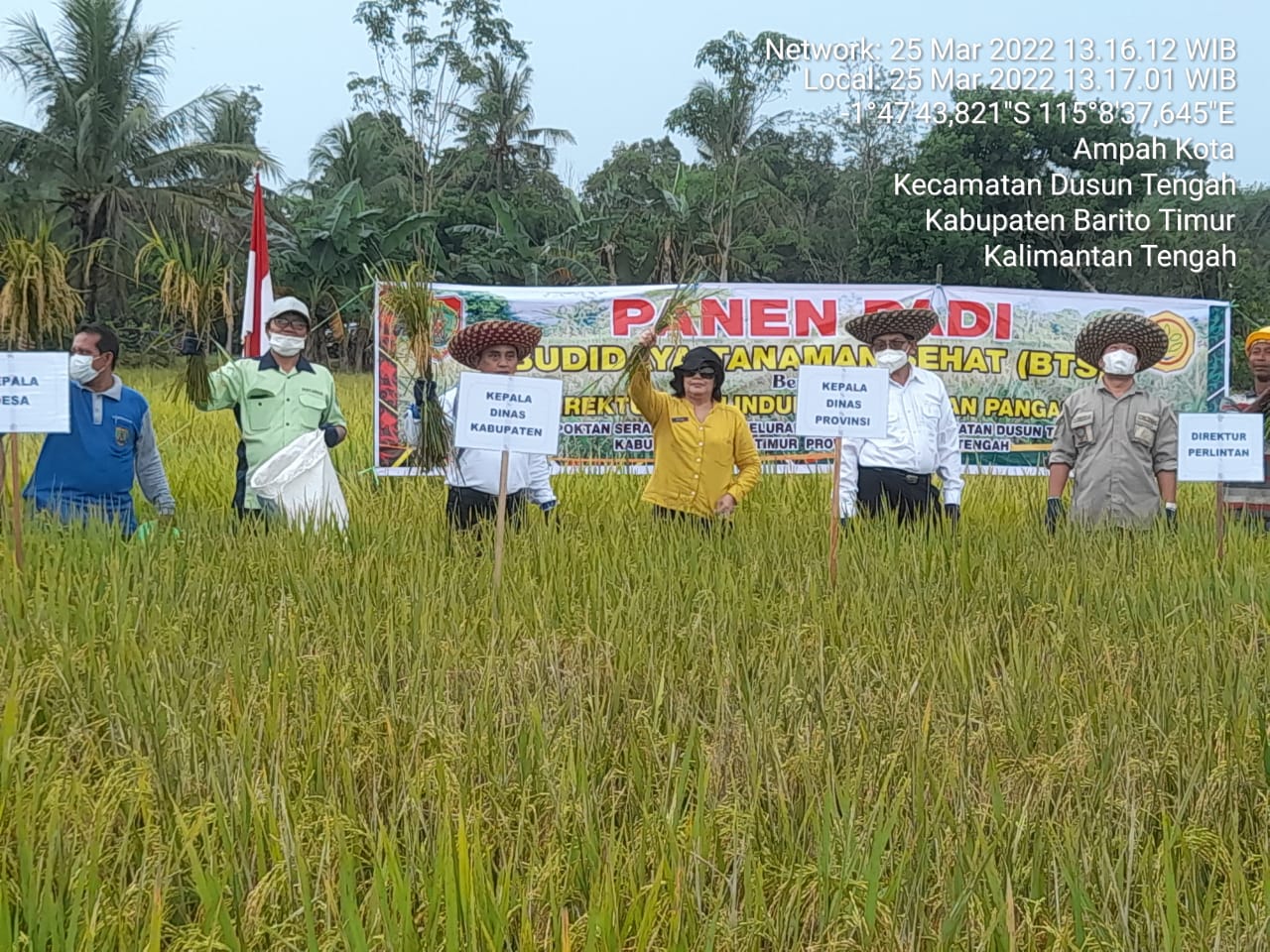 Panen Padi Program Budidaya Tanaman Sehat Di Kecamatan Dusun Tengah Kabupaten Barito Timur