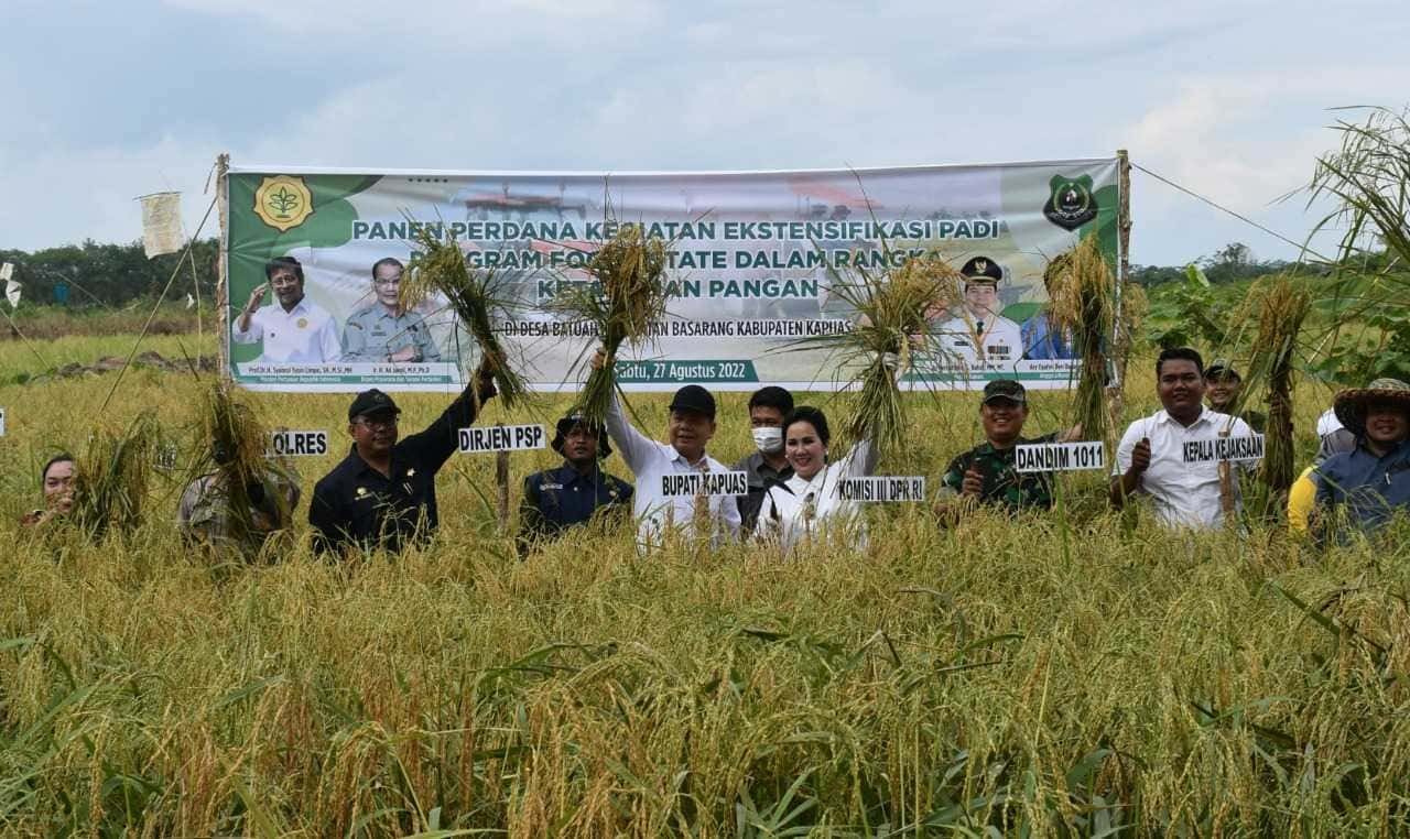 Panen Perdana Kegiatan Ekstensifikasi Padi Program Food Estate