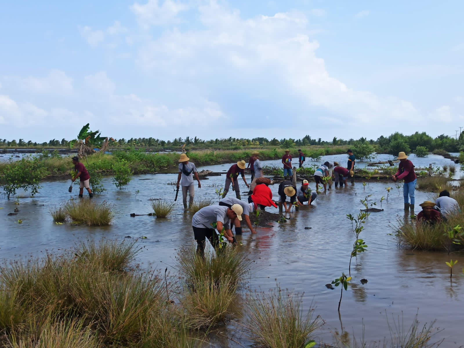 Dislutkan Prov. Kalteng Gelar Pelatihan dan Penanaman Mangrove